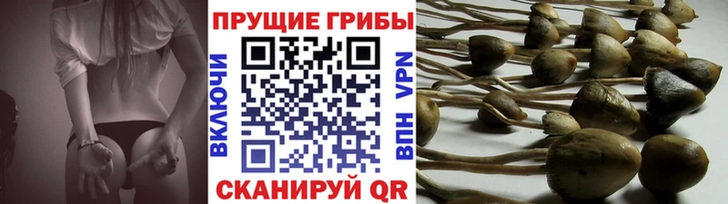 Псилоцибиновые грибы MAGIC MUSHROOMS  наркота  Полтавская 